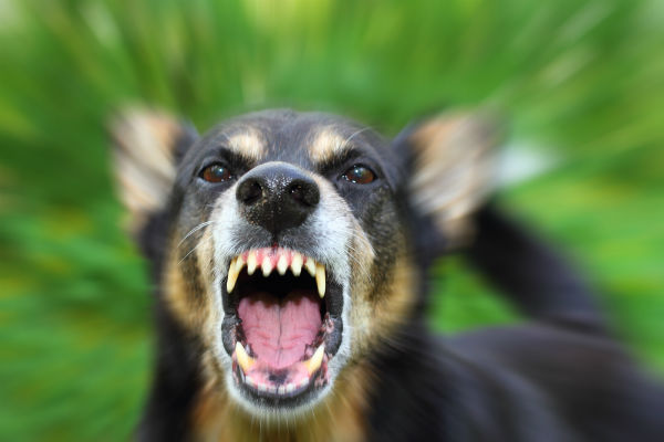 our boston dog bite injury attorneys put a spotlight on dog bites and how to prevent them.