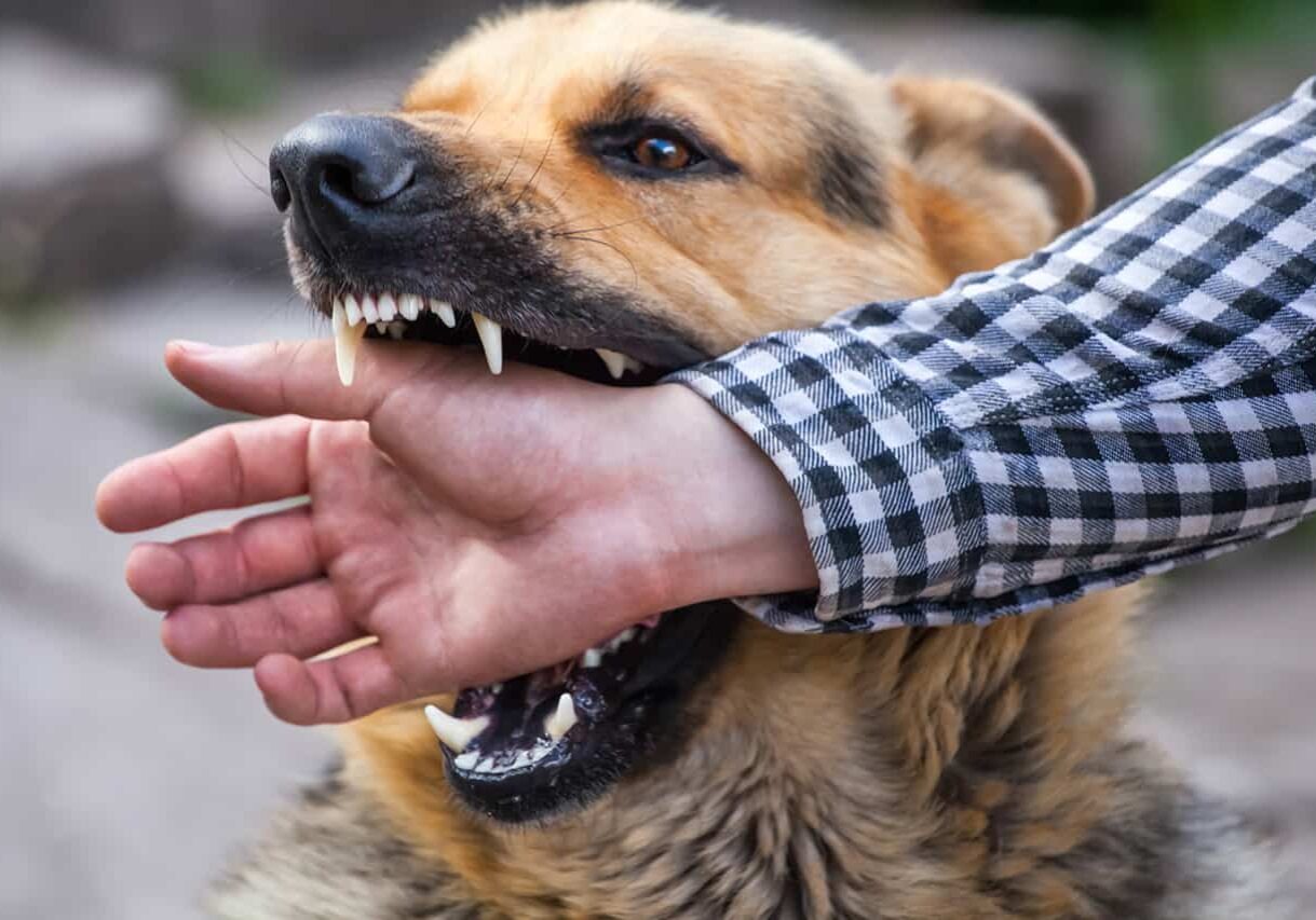 dog biting a mans arm